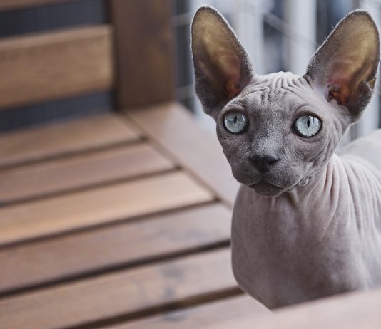 sphynx cat